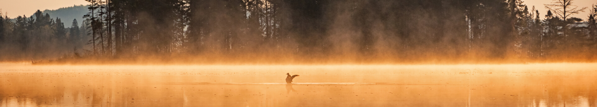 Landscape photo of a misty lake and a duck in Algonquin Provincial Park, Ontario, Canada during sunrise.