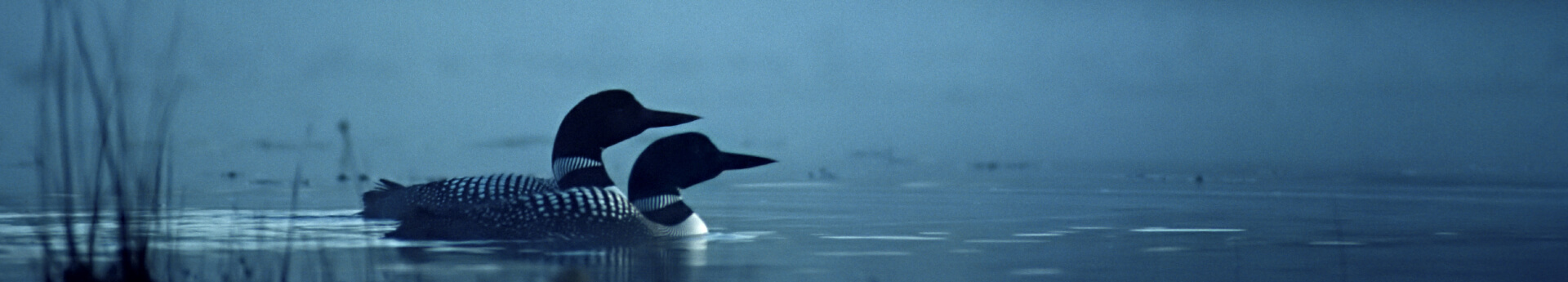 Pair of Loons on Foggy Pond