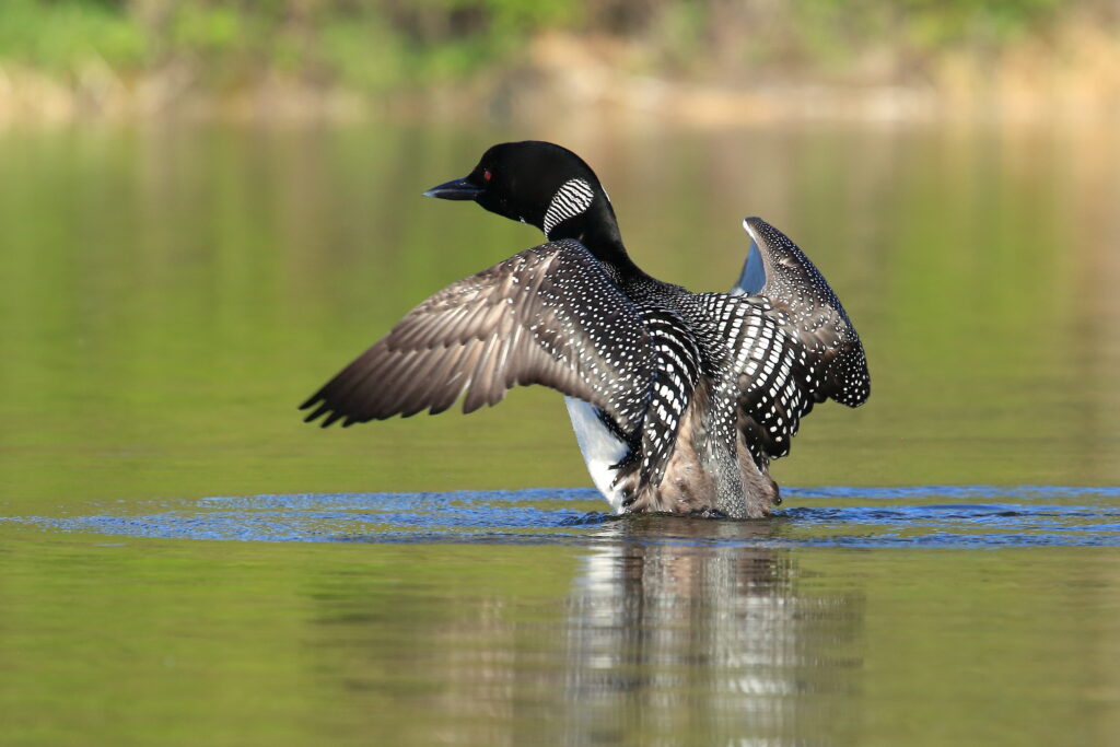 Birds Of Muskoka: A Guide to the Bird’s of Ontario’s Cottage Country